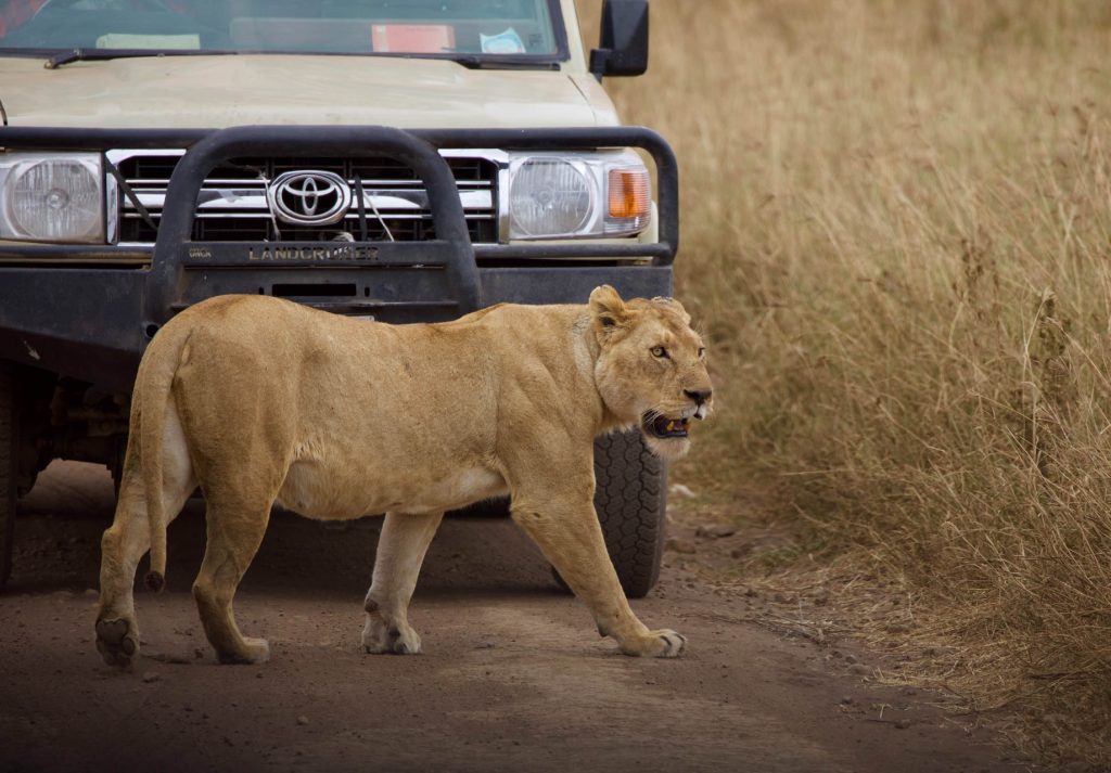 simba