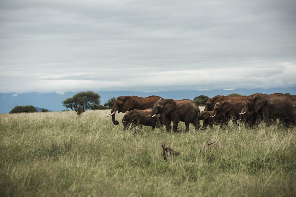 Elephants family