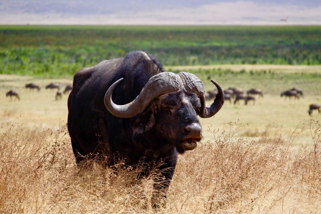 Buffalo