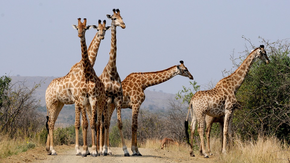 Masai Giraffe